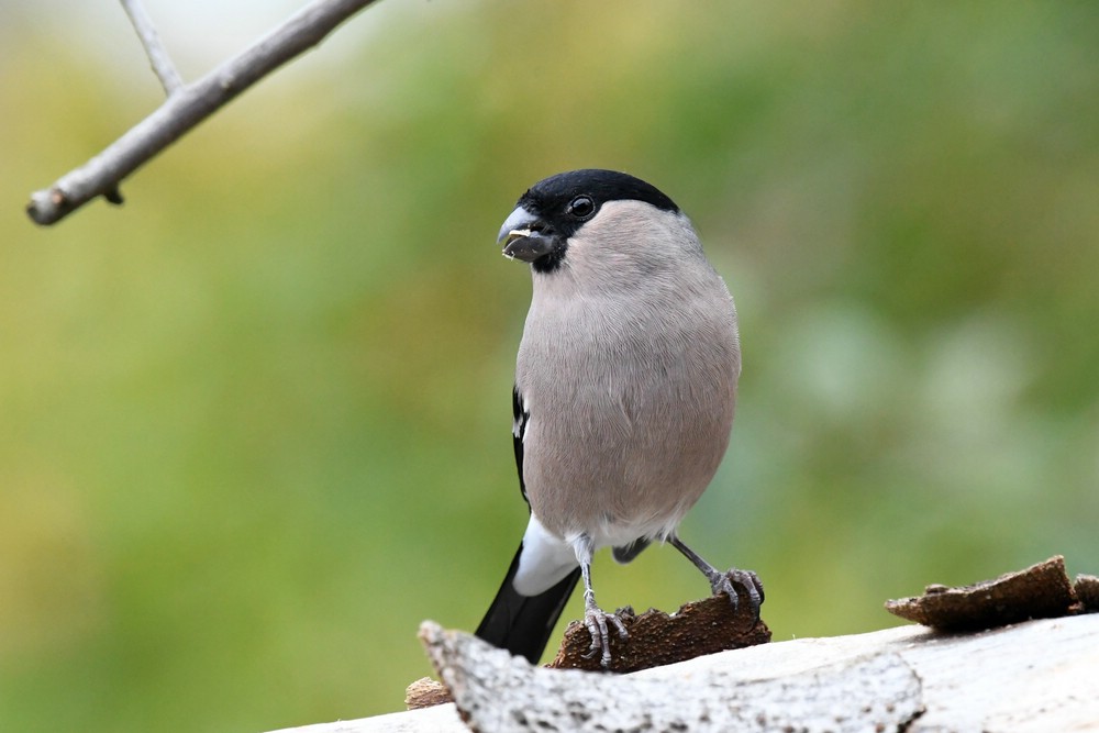 comp_DSC_2693.jpg