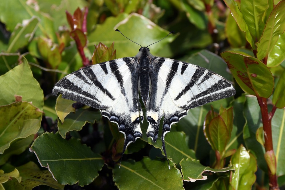 comp_DSC_8642.jpg