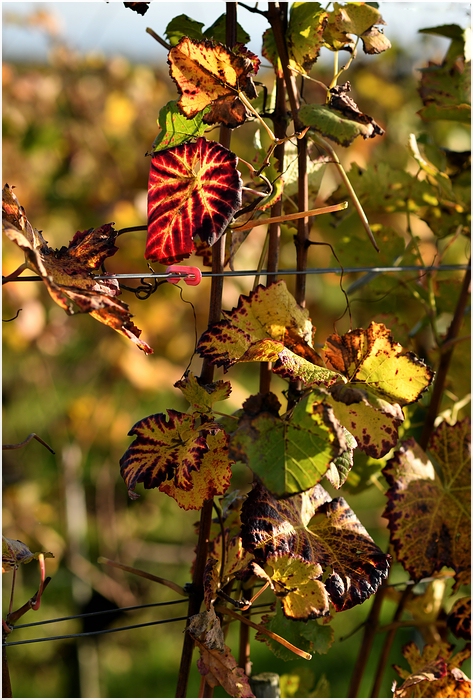 comp_DSC_8909.jpg