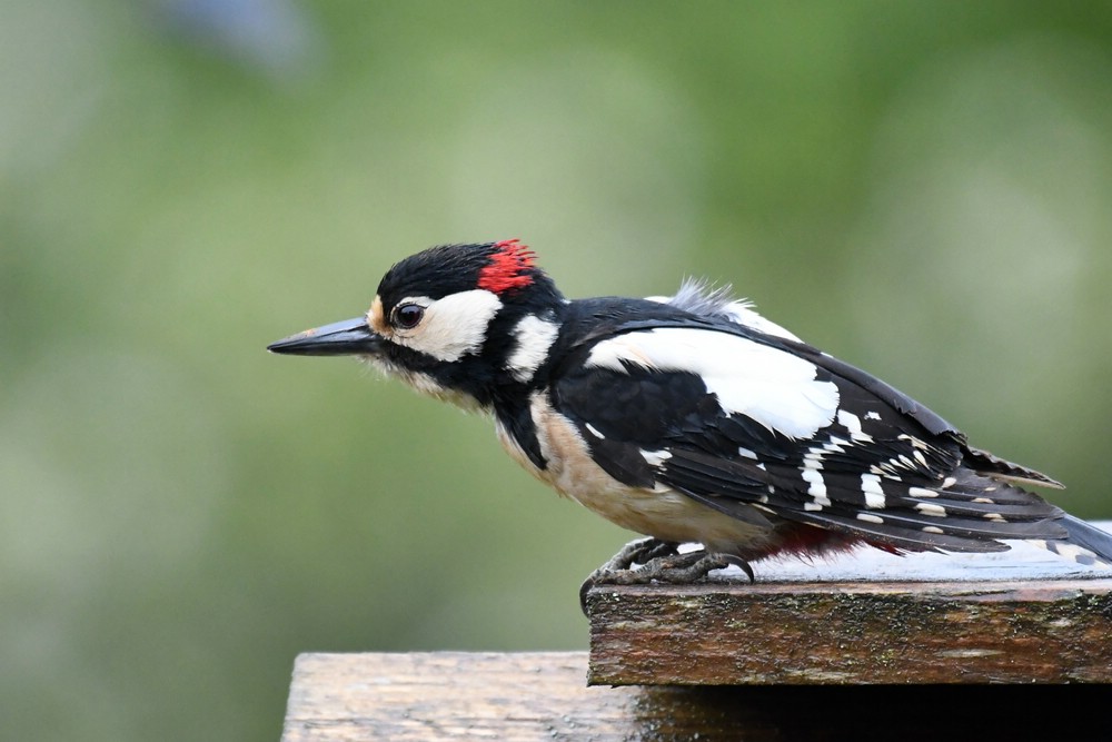 comp_DSC_9562.jpg