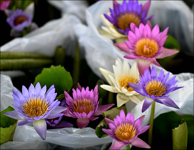 comp_Flower8.jpg