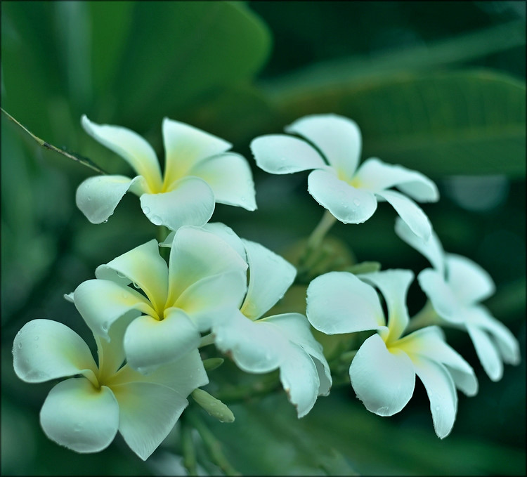 comp_flowerB1-1.jpg