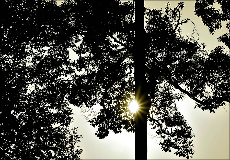 comp_Gegen-Sun-SW.jpg