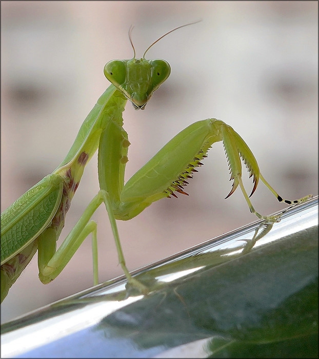 comp_Mantis1.jpg