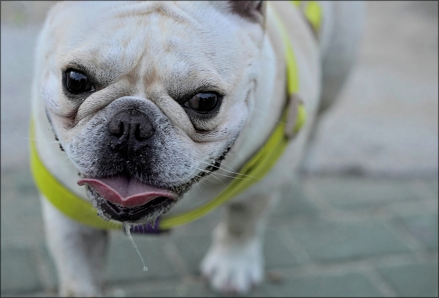 comp_mops.jpg