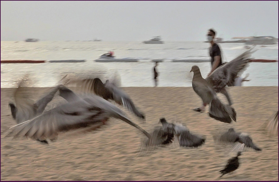 comp_MotionBirds.jpg