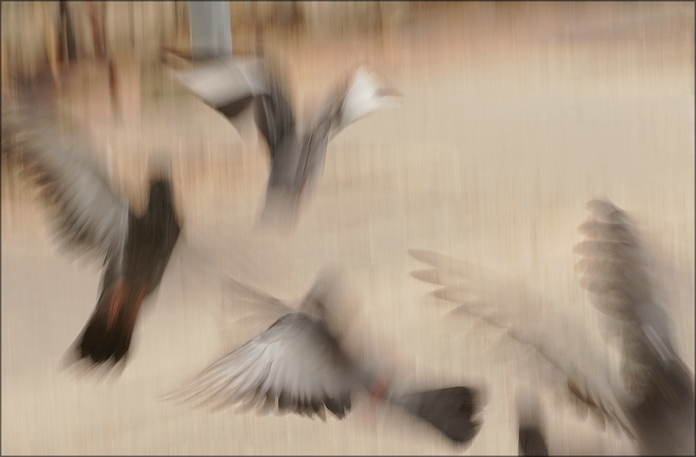 comp_Taube4.jpg