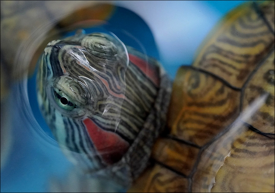comp_Turtle.jpg