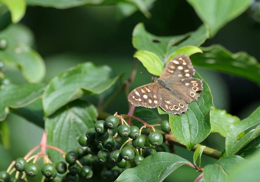 compDSC 2036