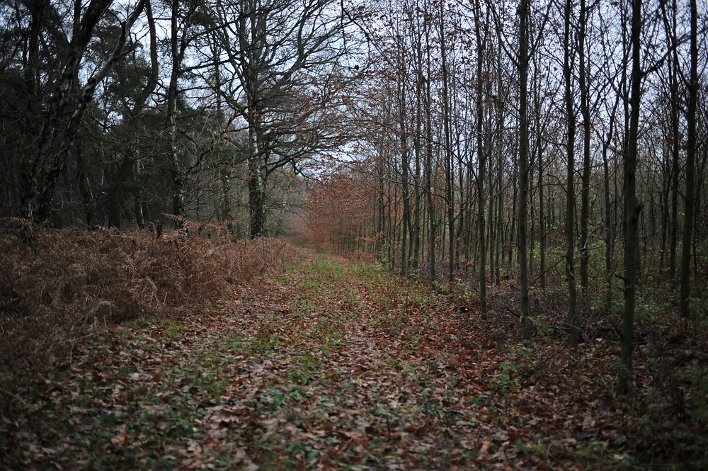 compDSC 3271