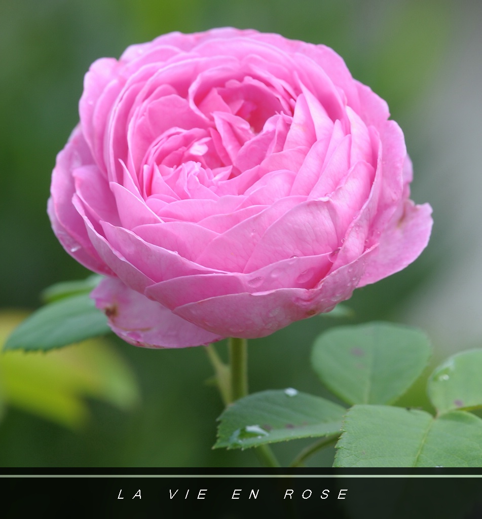 compneu rose