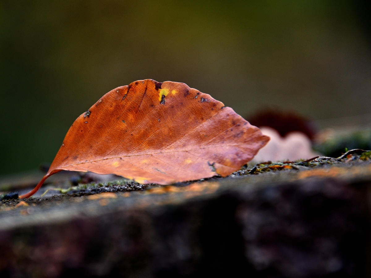Compressed_0202.jpg