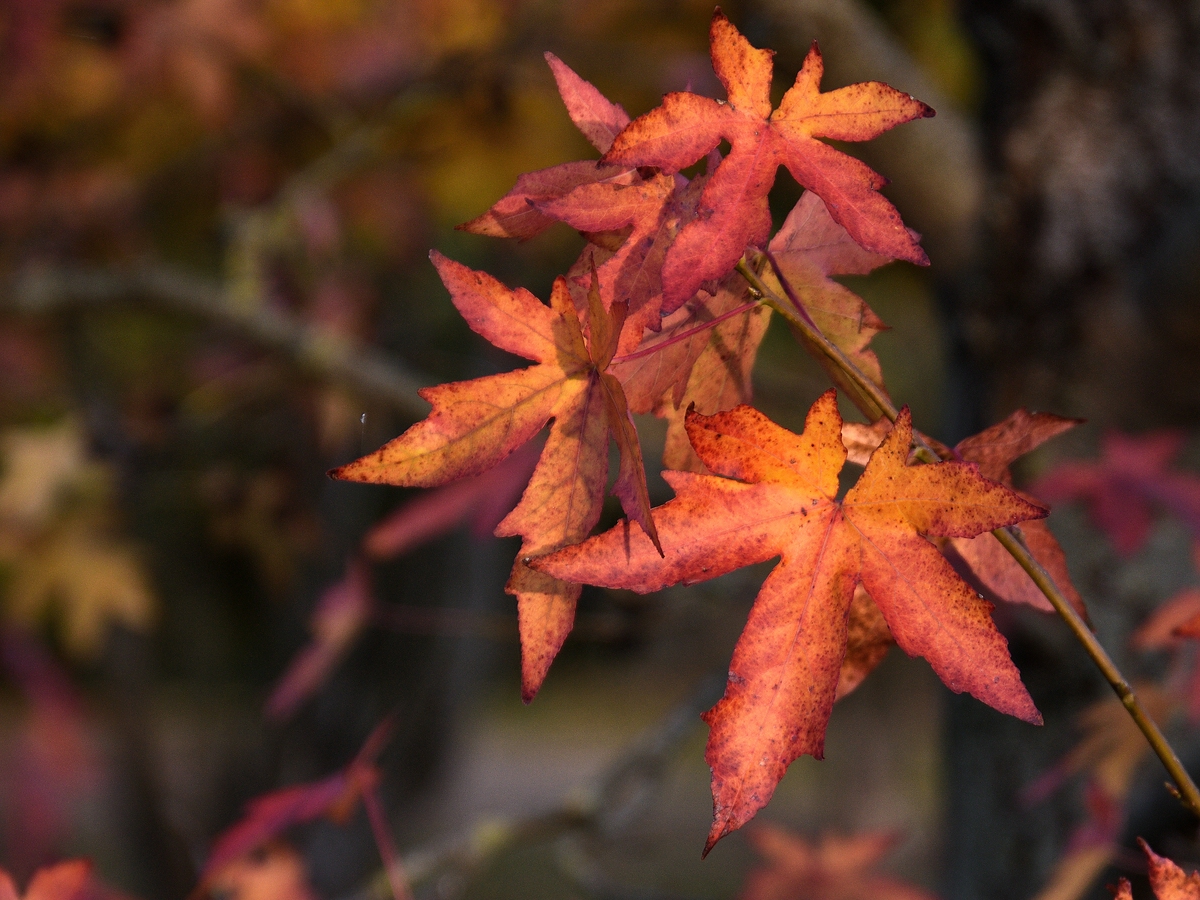Compressed_0218.jpg