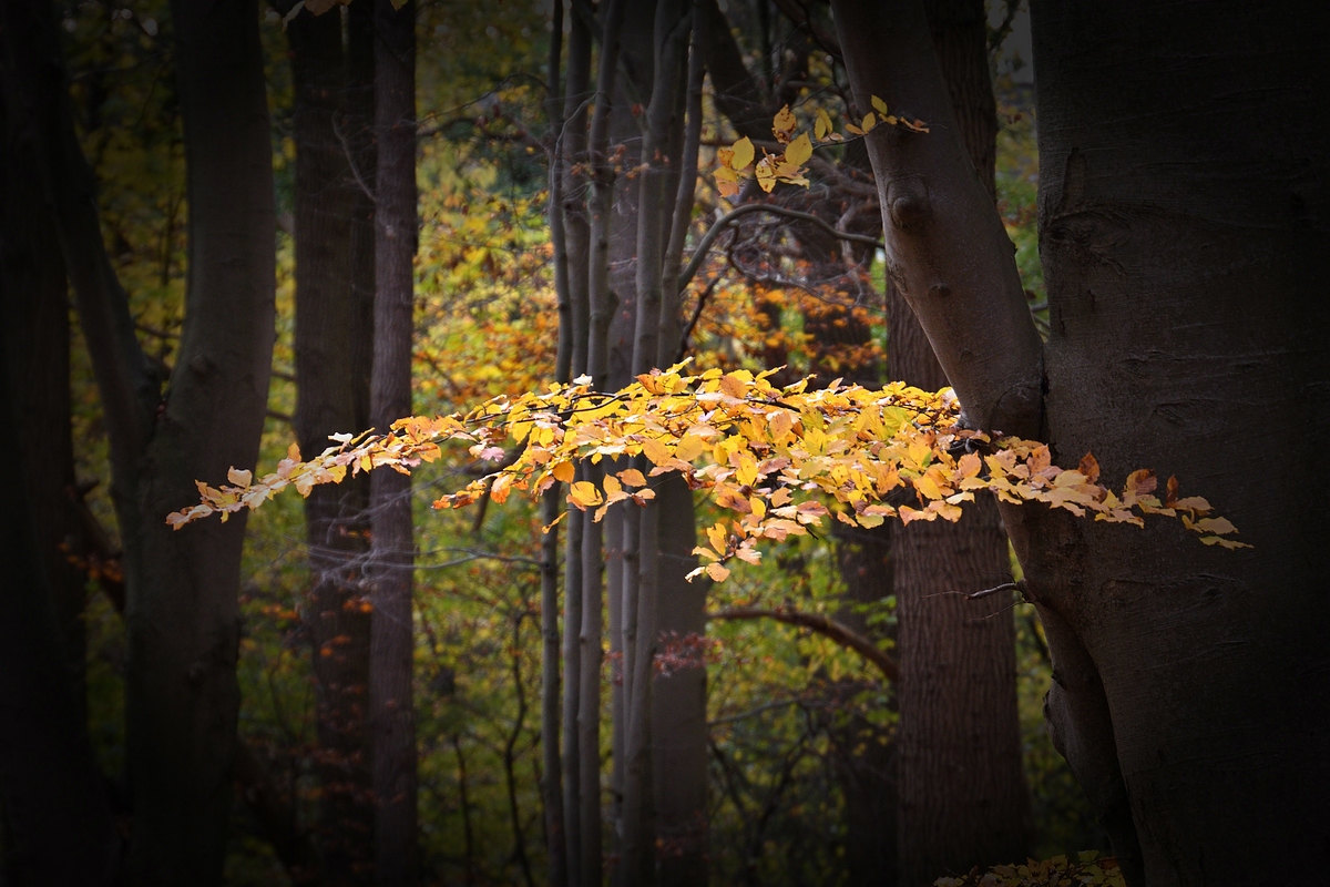 Compressed_0228.jpg