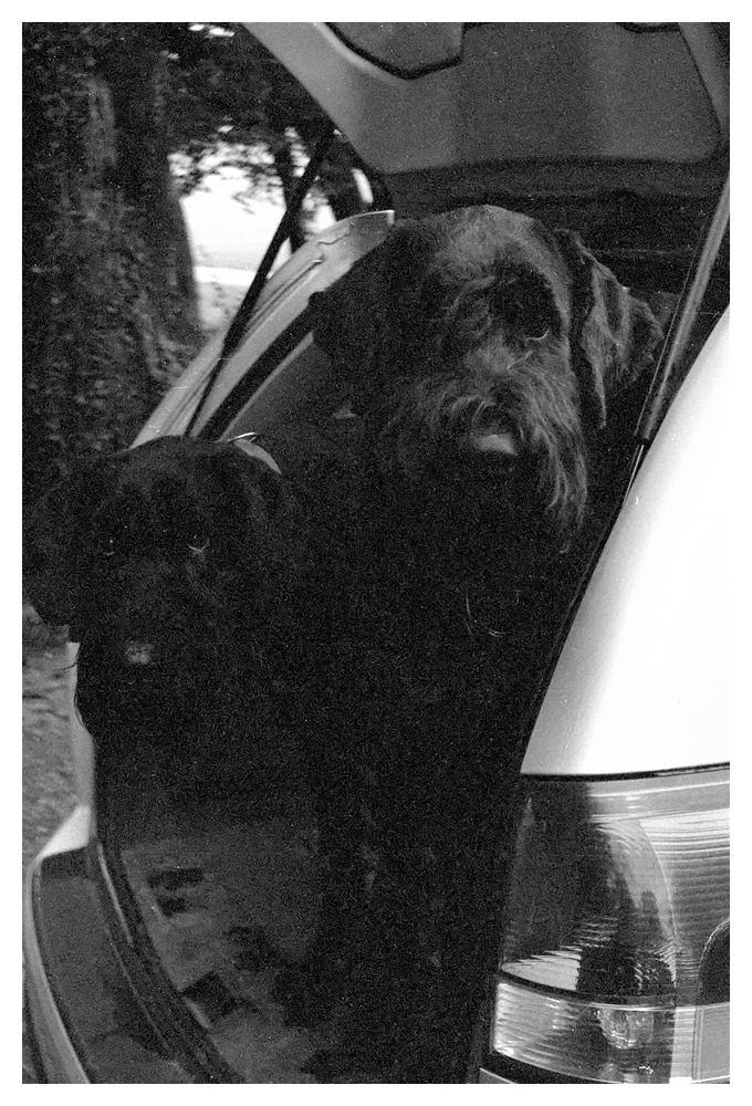 compSchnauzer