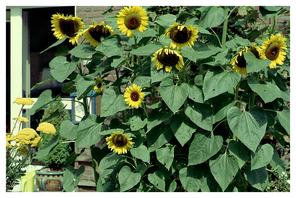 compSonnenblumen