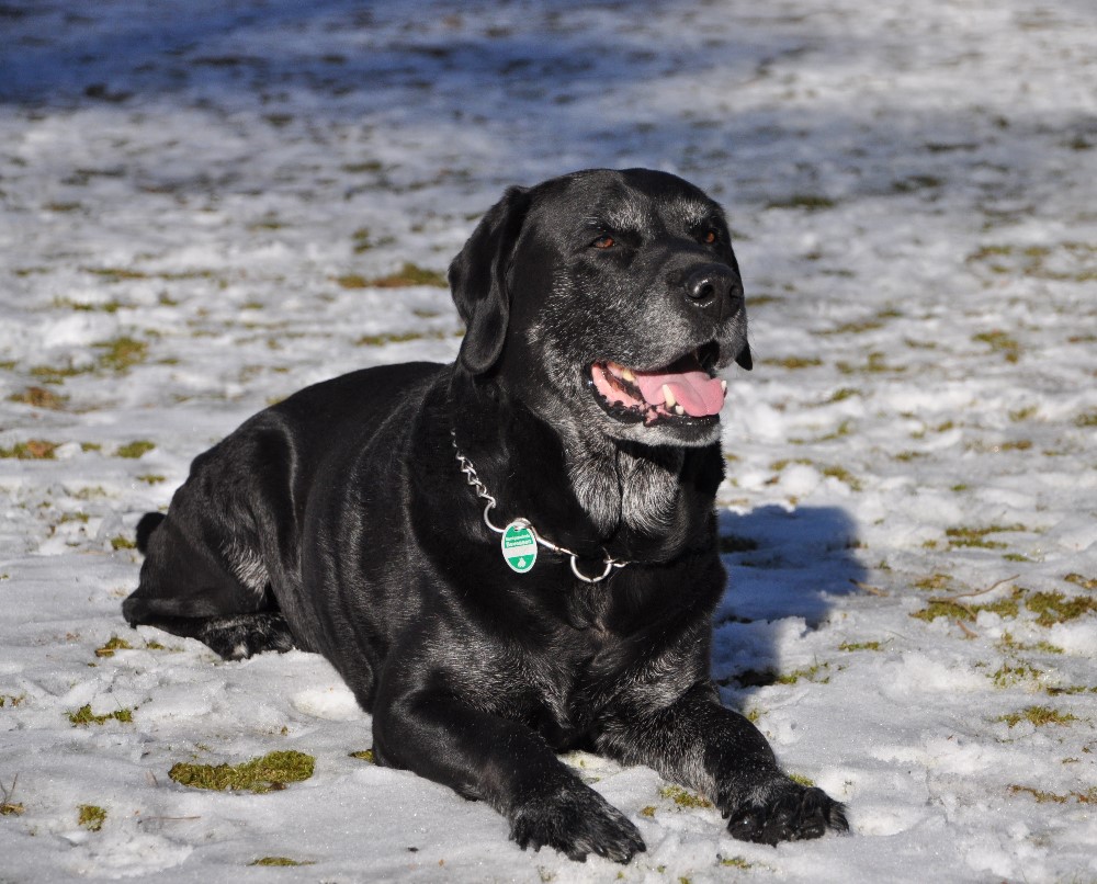 Cooper 2 ,12 Jahre