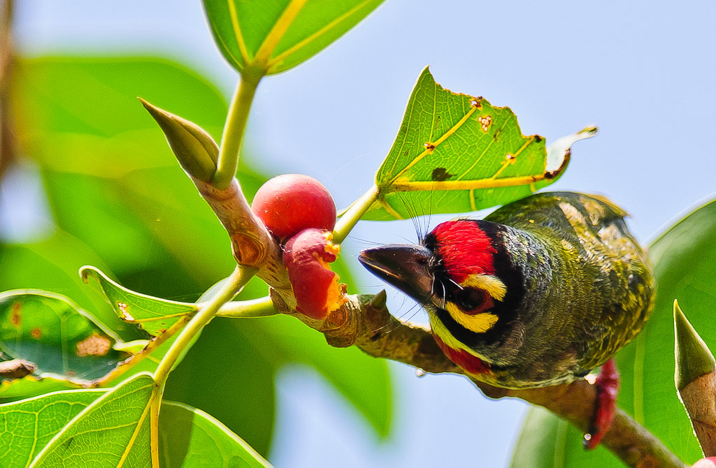 Coppersmith Barbet