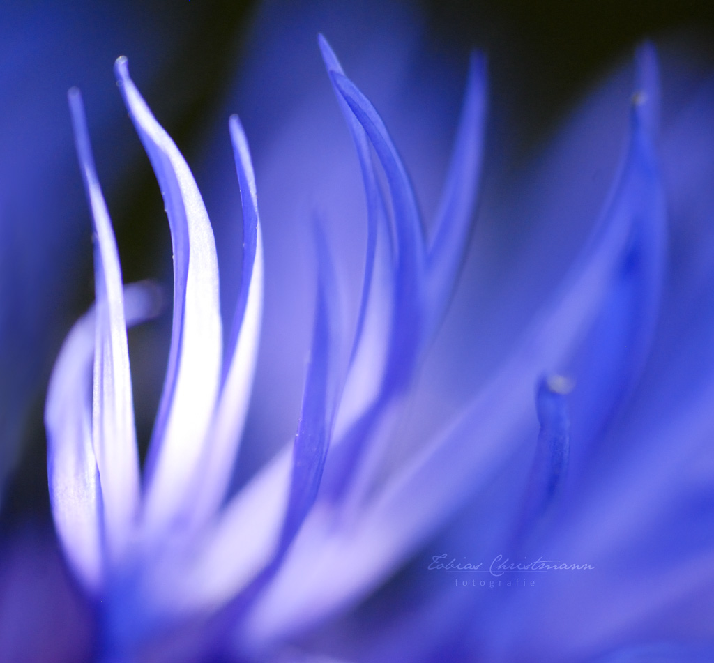 Cornflower