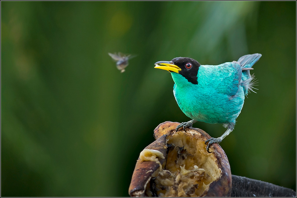 Costa Rica 0125