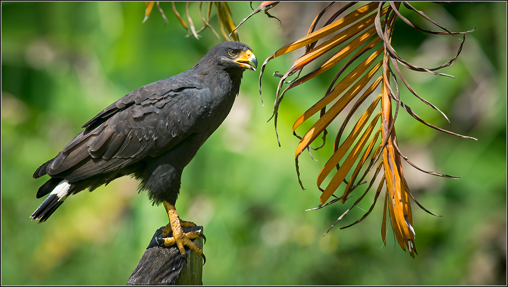 Costa Rica 2698