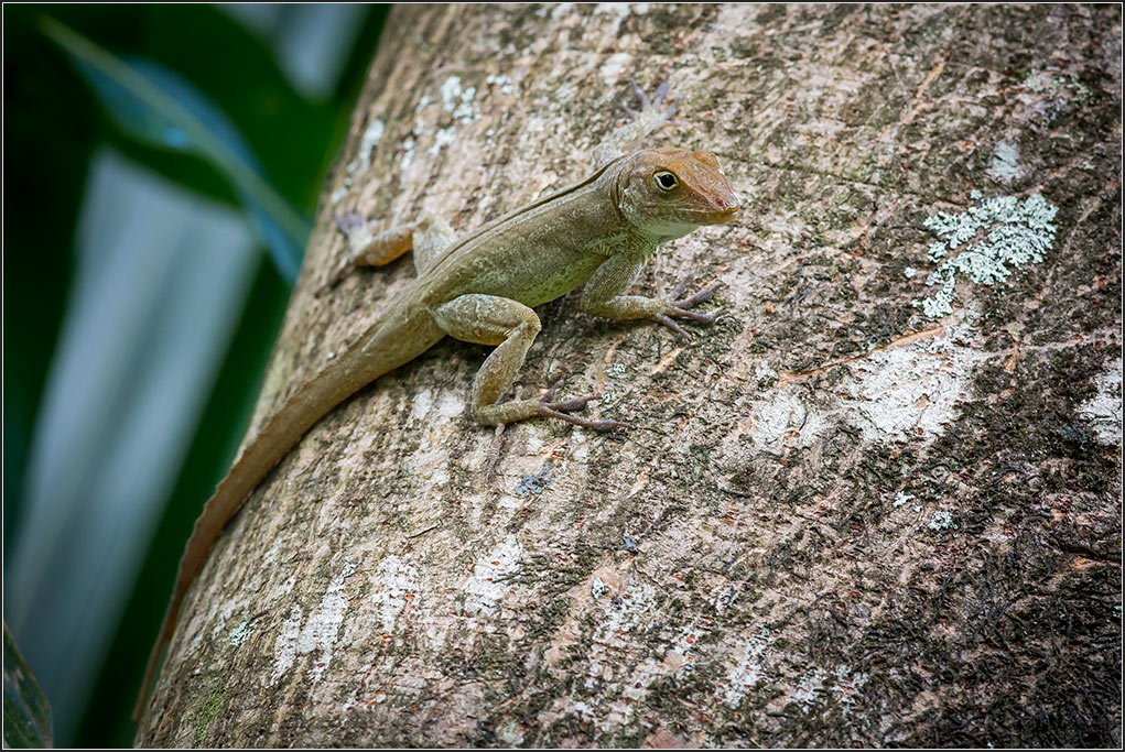 Costa Rica 2882