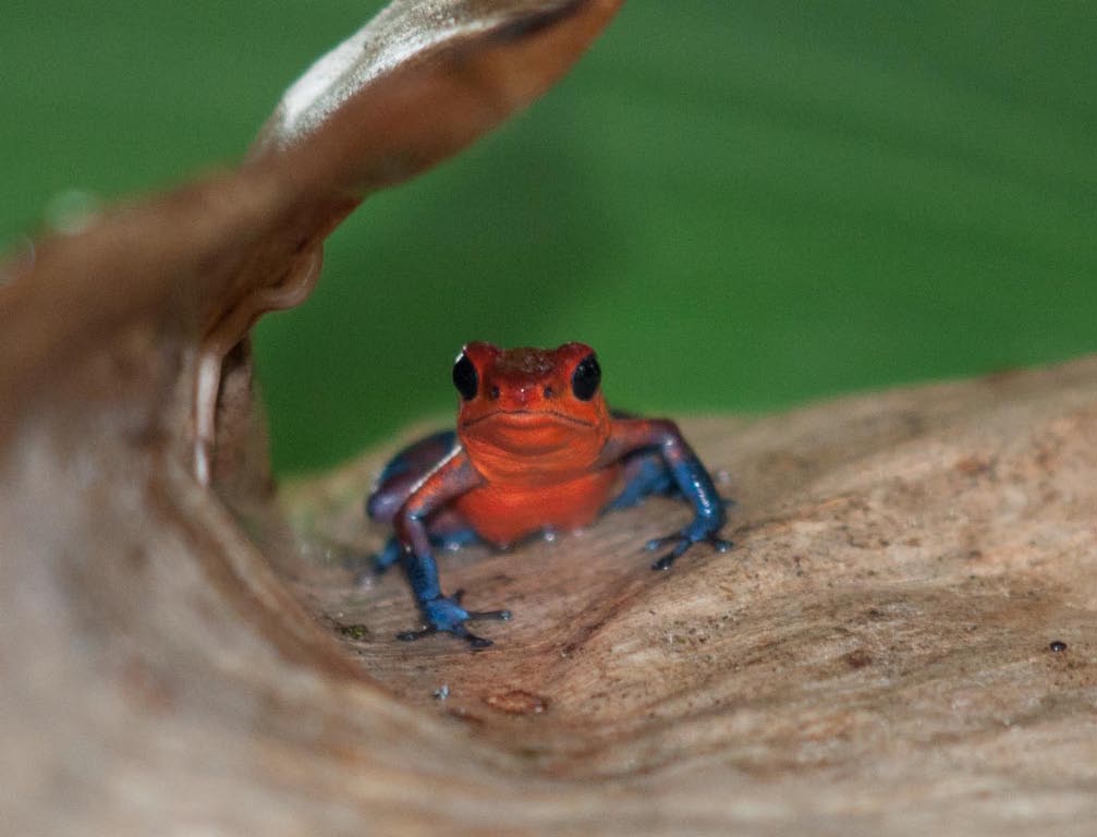 Costa Rica 664