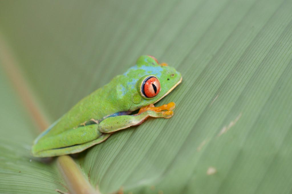 Costa Rica 740