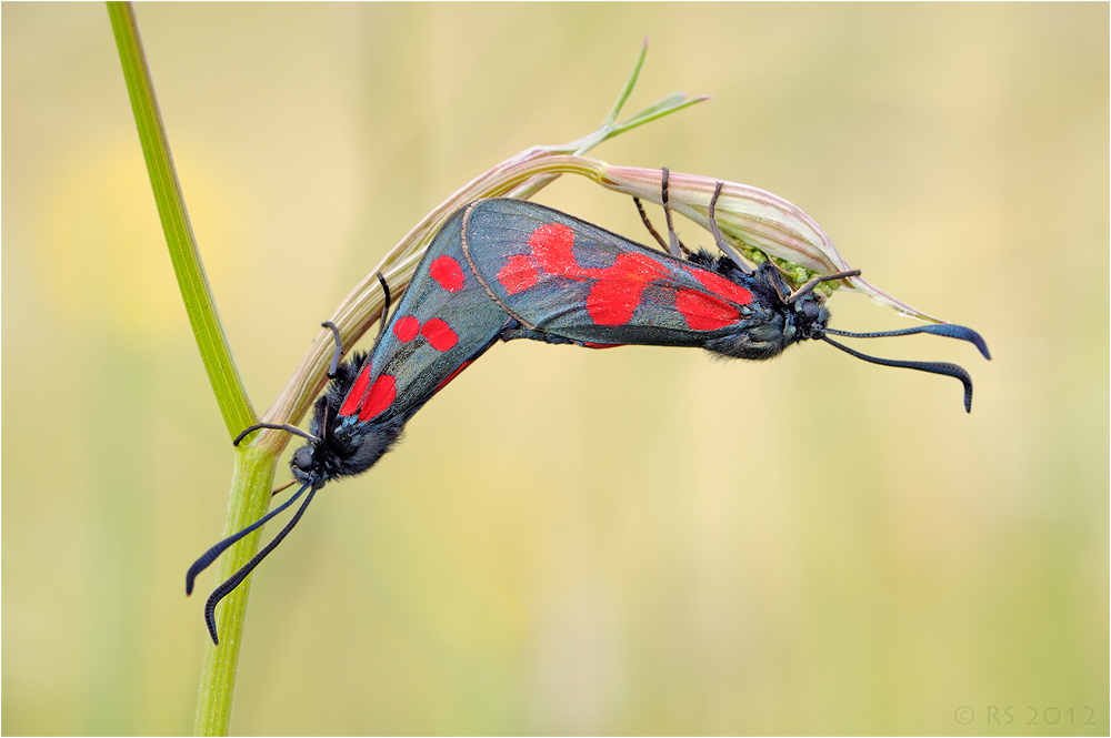 Coupula der Widderchen