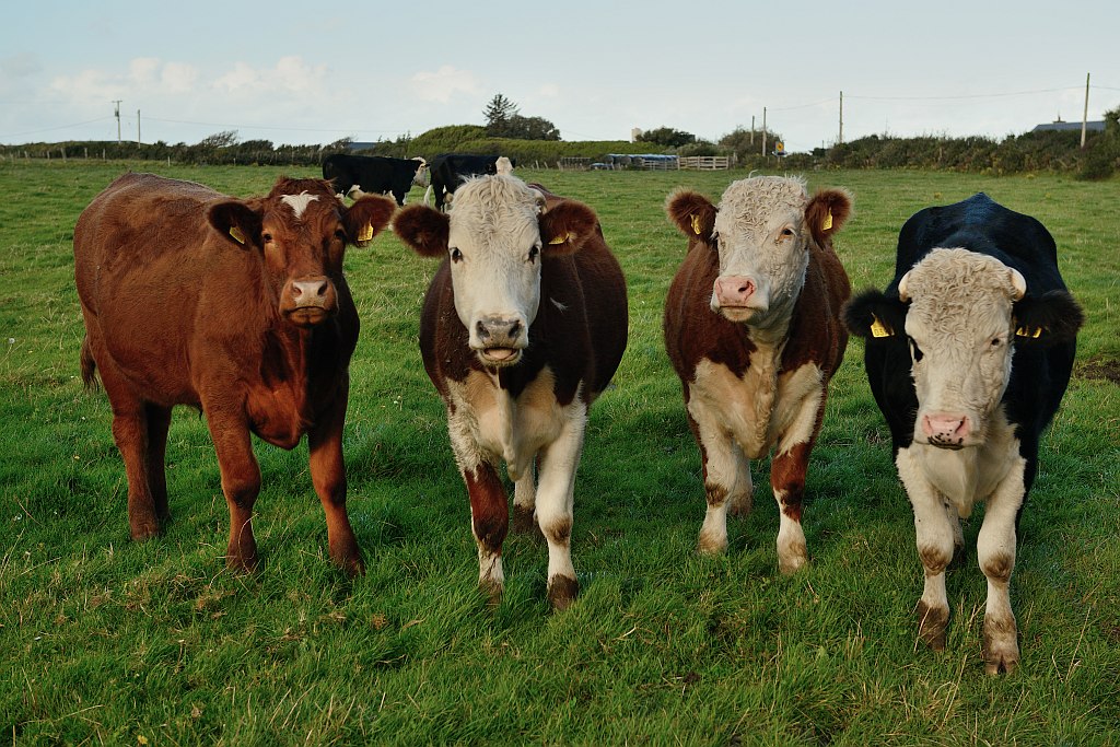 cow...girls