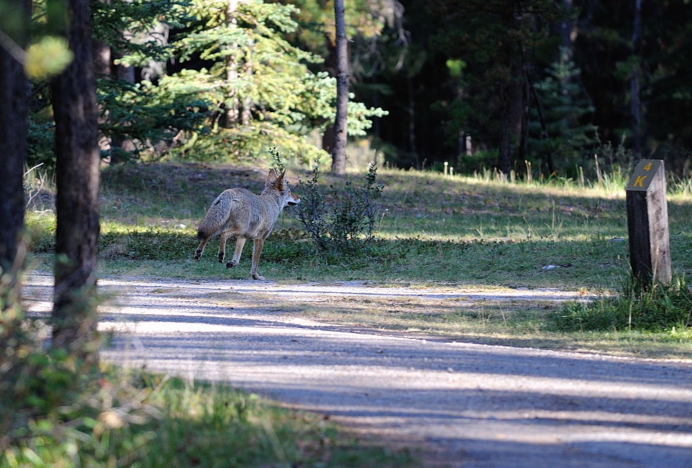 Coyote