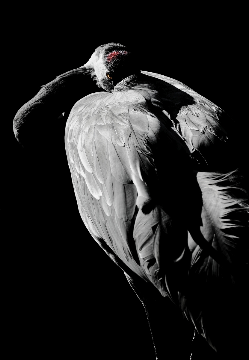 Crane.jpg
