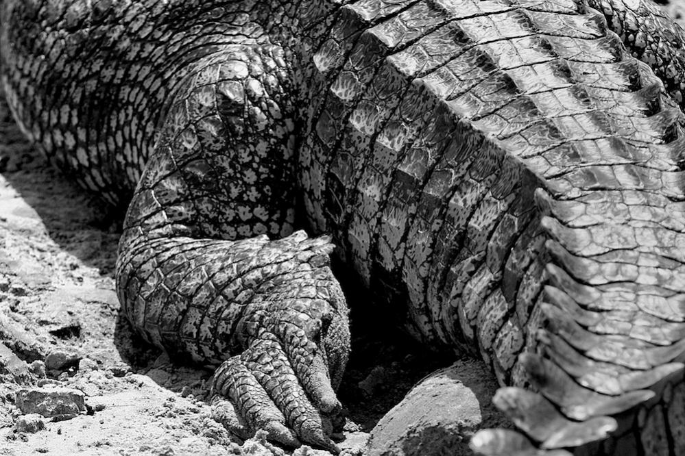 Croco 0001