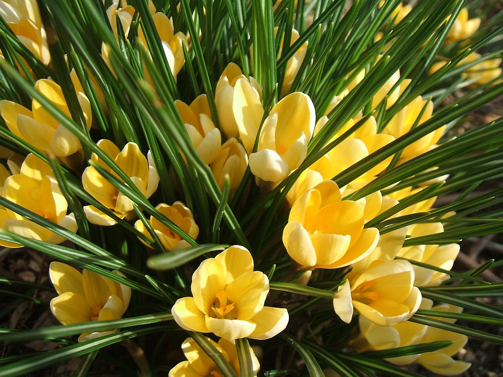 Crocus chrysanthus "Cream Beauty"
