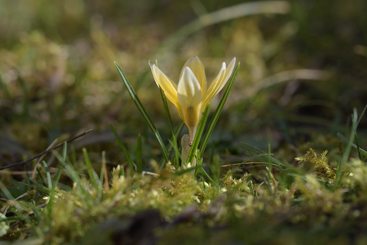 CrocusVernus_D500_1200x800_DSC0631.jpg