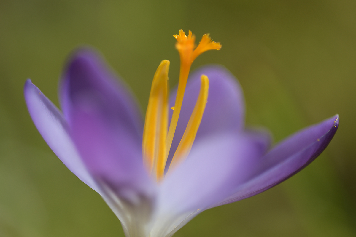 CrocusVernus_D500_1200x800_DSC0635.jpg