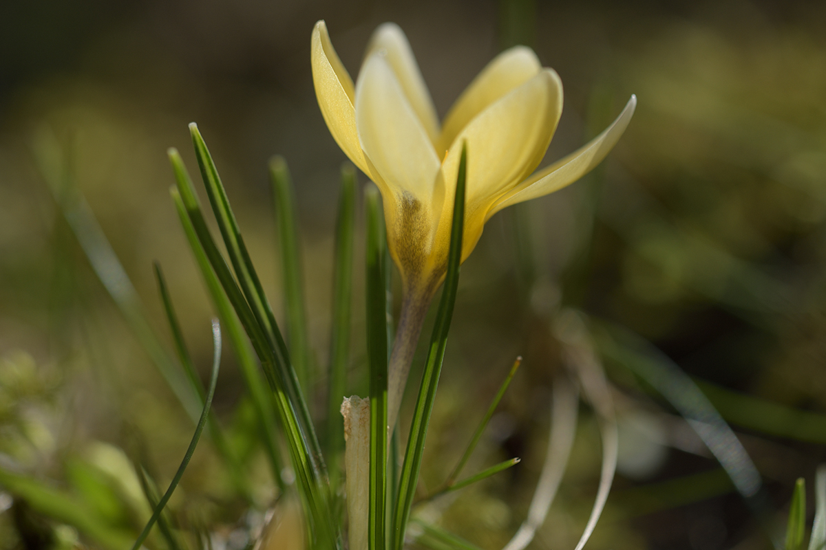 CrocusVernus_D500_1200x800_DSC0636.jpg