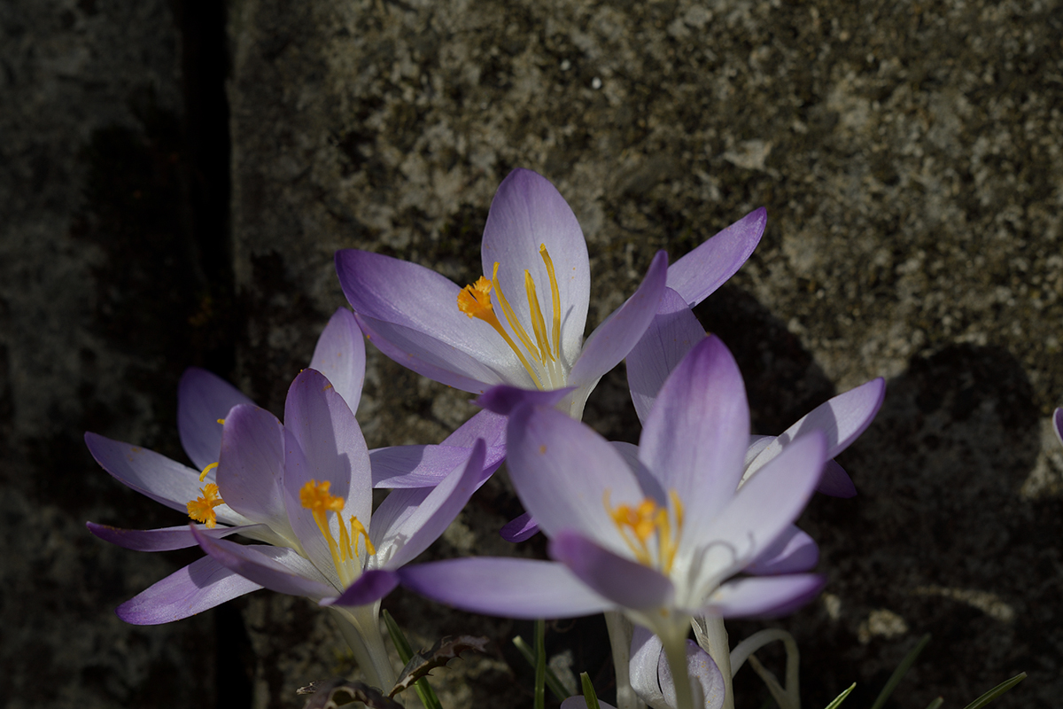 CrocusVernus_D500_1200x800_DSC0643.jpg