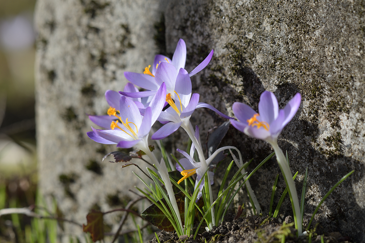 CrocusVernus_D500_1200x800_DSC0648.jpg