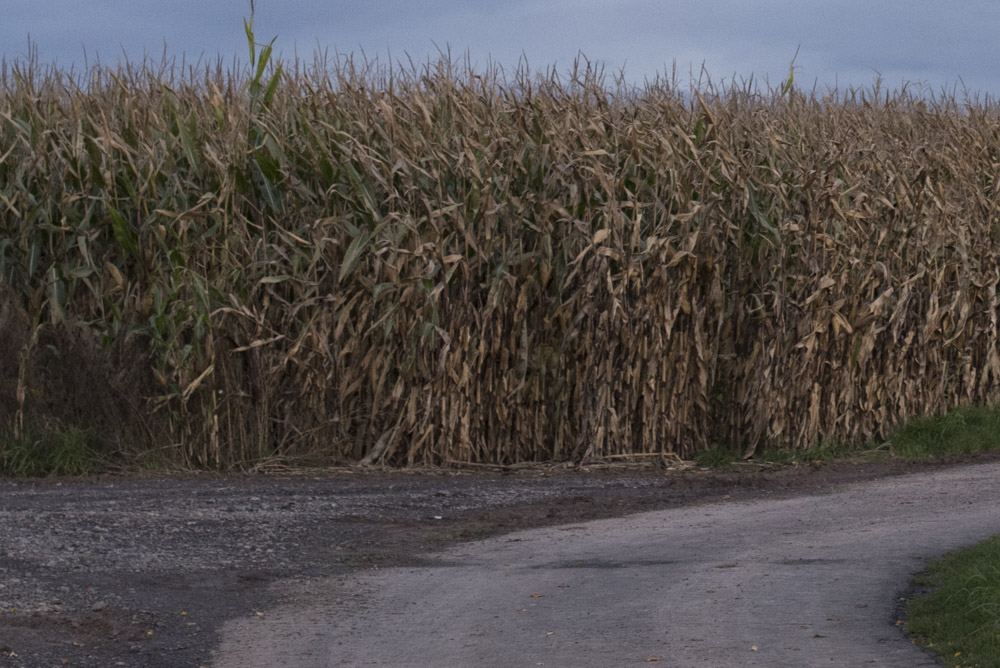 crop baum1