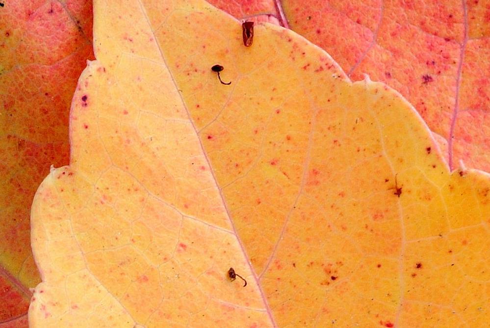 crop