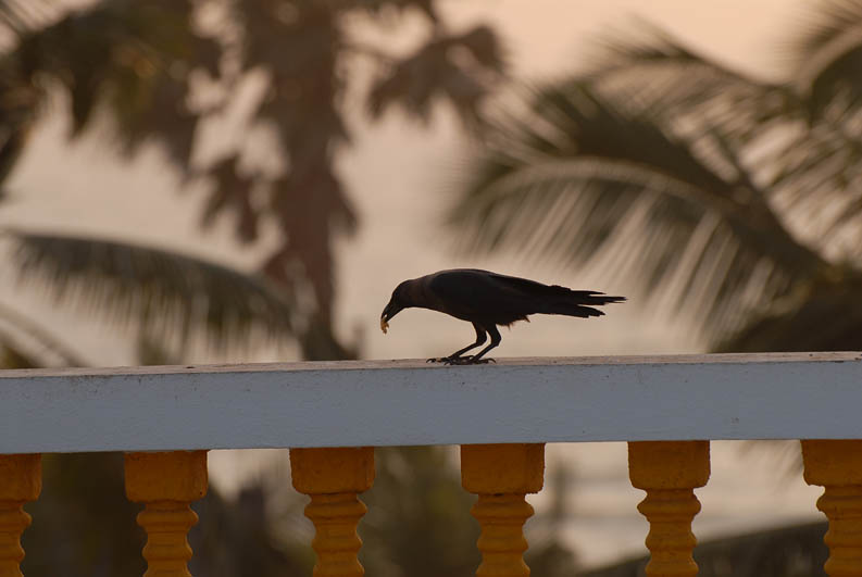 Crow in Calangute (Goa)