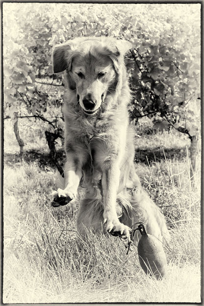 Crusoe in einem SW Foto.