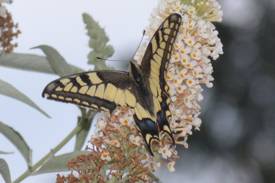 CSC_0429.JPG