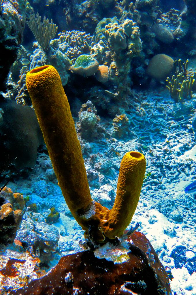 Cuba 
Unterwasserbild