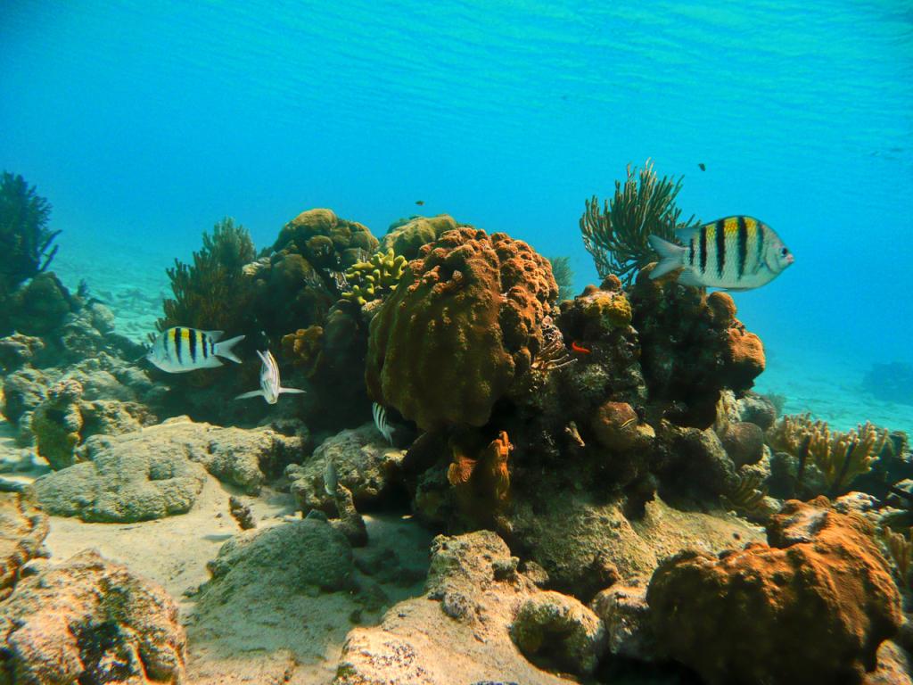 Cuba 
Unterwasserbild