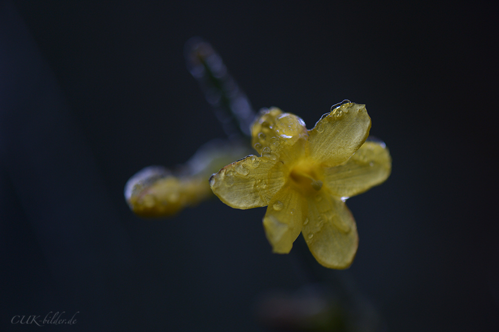 CUK 1026 cukbilder eisjasmin