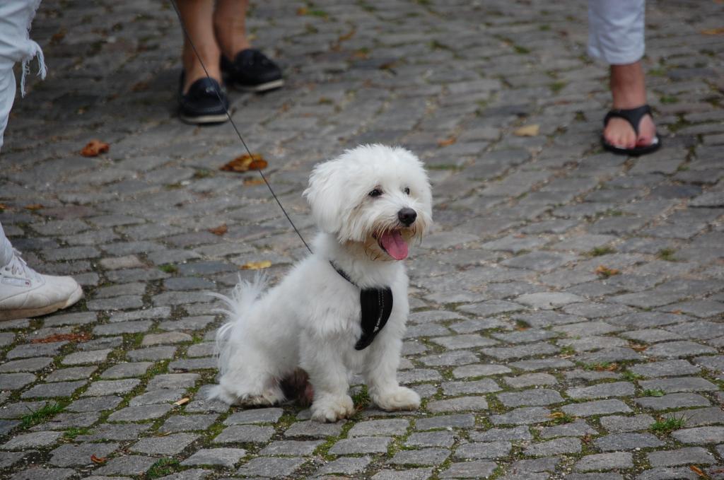 Dänischer Prinzenhund