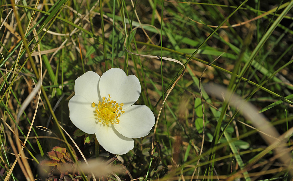 Dünenblümchen 7003206Ax