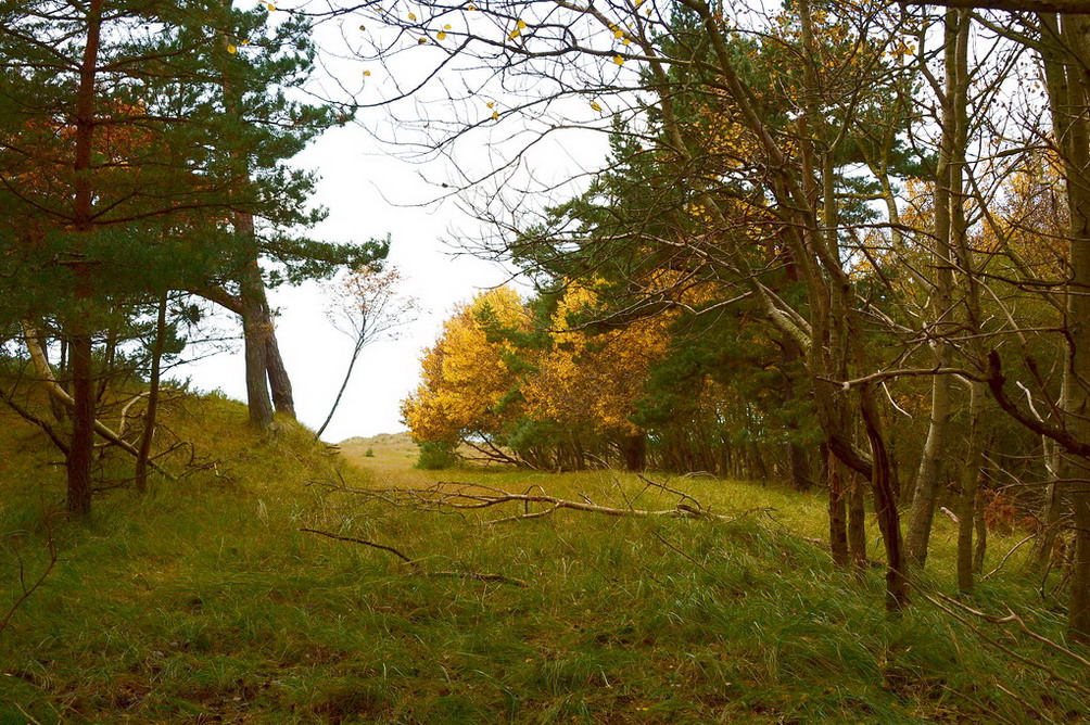 Dünenwald
